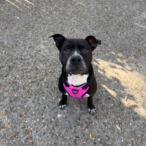 Photo of Eva, adoptable senior American Staffordshire Terrier in San Antonio, Texas