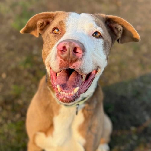 Rex, adoptable senior Hound in Yreka, CA