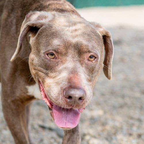 Photo of Hazel, adoptable senior Labrador Retriever in Hilton Head, South Carolina