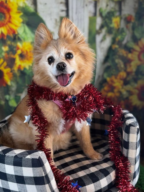 Maggie, adoptable senior Pomeranian in Garland, TX