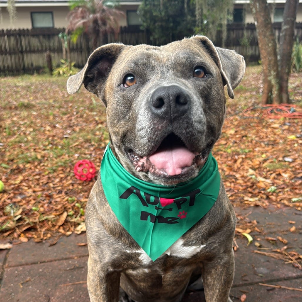 Photo of Gargy, adoptable senior Mixed Breed (Large) in Gainesville, Florida