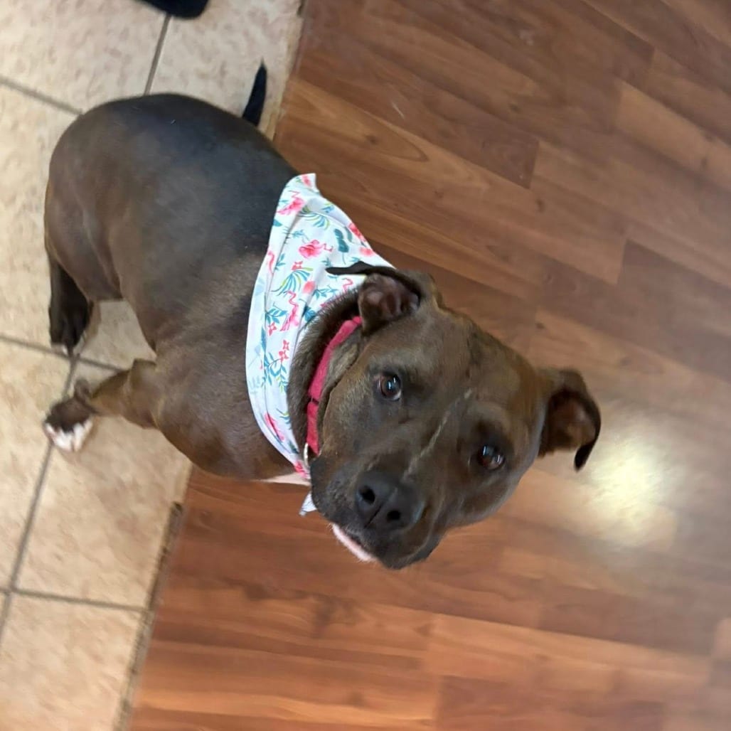 Photo of Stephen Jr, adoptable senior Terrier, American Staffordshire / Mix in San Antonio, Texas