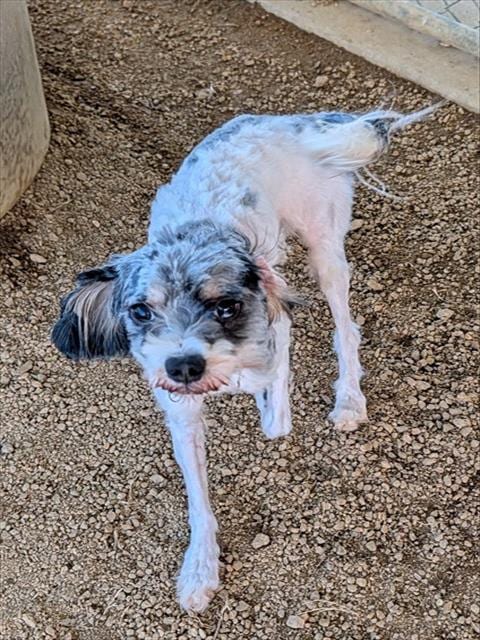 Photo of Curly, adoptable senior Lhasa Apso in Plano, Texas