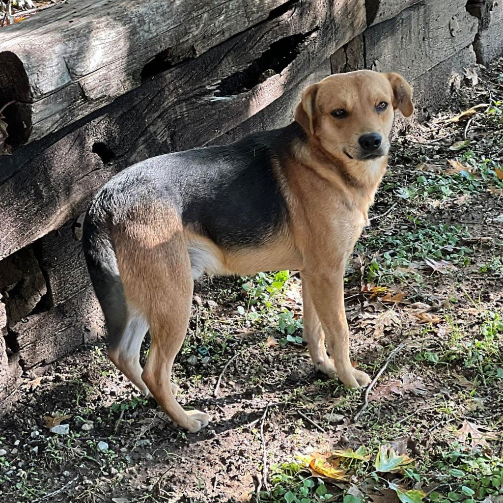 Photo of Ruffian, adoptable senior Shepherd / Mixed Breed (Medium) in Weatherford, Texas