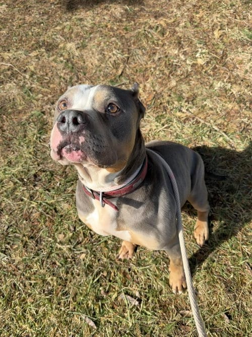 Photo of Sosa, adoptable senior American Staffordshire Terrier in Front Royal, Virginia