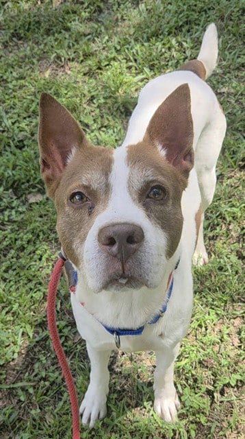 Photo of Sanchez, adoptable senior Pointer in Fort Lauderdale, Florida