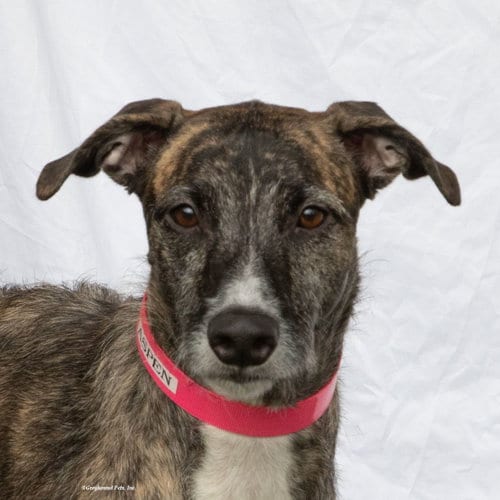 Photo of Aspen, adoptable senior Greyhound in Woodinville, Washington