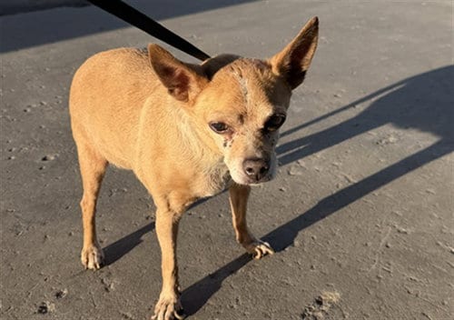 Photo of Gertrude, adoptable senior Chihuahua in Bakersfield, California
