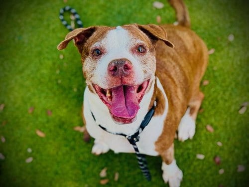 Photo of Aila, adoptable senior Pit Bull Terrier in Orlando, Florida