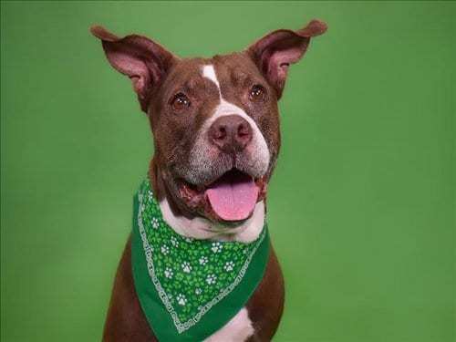 Photo of Sasha, adoptable senior American Bulldog in West Palm Beach, Florida
