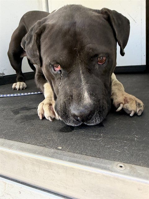 Photo of A171815, adoptable senior Pit Bull Terrier in Bakersfield, California
