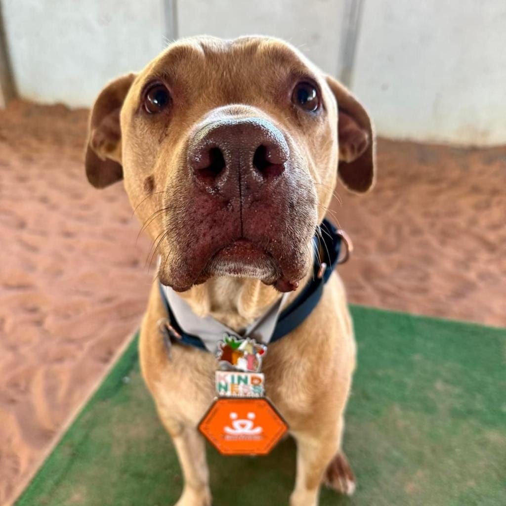 Photo of Rico, adoptable senior Terrier, American Pit Bull / Mix in Kanab, Utah