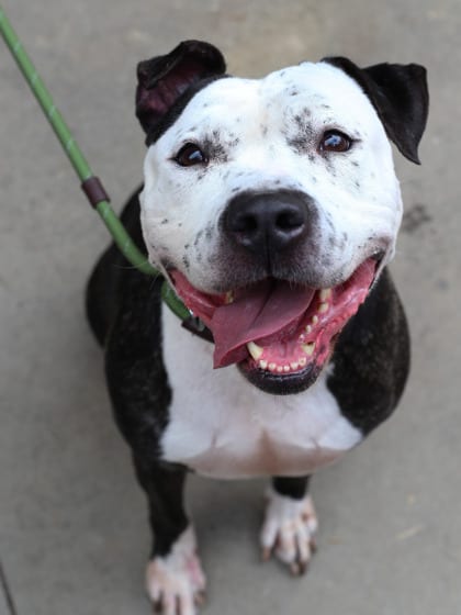Photo of Zeppo- IN FOSTER, adoptable senior dog in Chamblee, Georgia