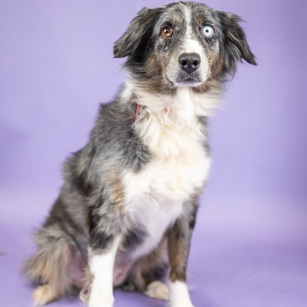 Photo of Roxee, adoptable senior Shepherd, Australian in Portland, Oregon