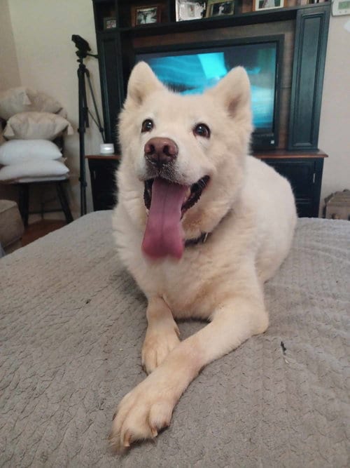 Tatum, adoptable senior Husky in Holly Springs, NC