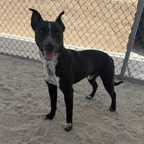 Photo of Ronald, adoptable senior Australian Cattle Dog/Blue Heeler in Thousand Palms, California