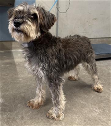 Photo of Roger, adoptable senior Miniature Schnauzer in Camarillo, California