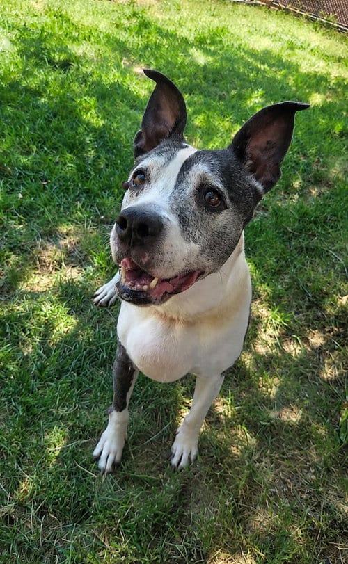 Photo of Yogurt, adoptable senior Pit Bull Terrier in Salt Lake City, Utah