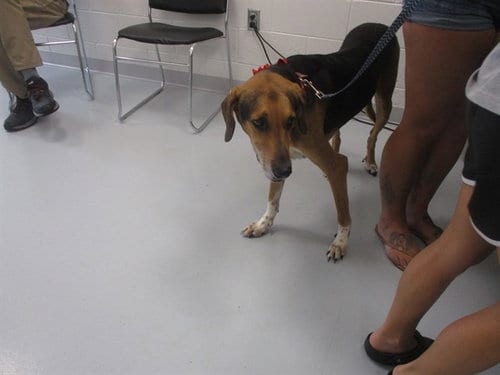 Photo of Penny, adoptable senior Treeing Walker Coonhound in Ocala, Florida