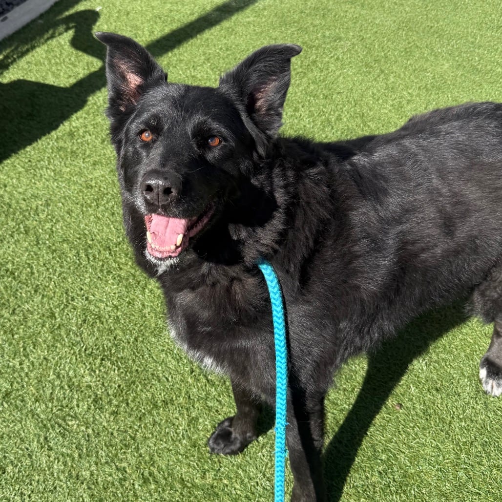 Photo of Lyla (real name) KCAC 26-38905, adoptable senior Collie, Border / Mixed Breed (Medium) in Hayden, Idaho