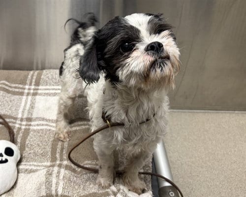 Photo of Barkula, adoptable senior Shih Tzu in Denver, Colorado
