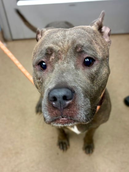 Photo of Corinthia, adoptable senior dog in Chamblee, Georgia