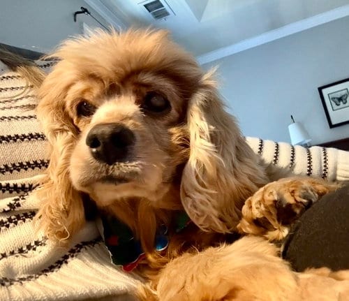 Photo of Dolly Darling, adoptable senior Cocker Spaniel in Alpharetta, Georgia