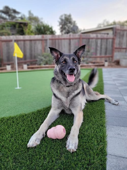 Helga, adoptable senior German Shepherd Dog in San Diego, CA