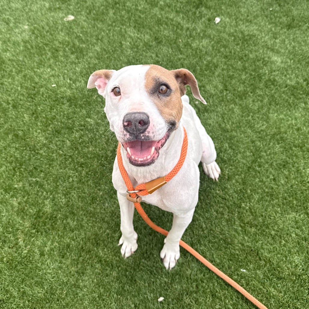 Photo of Apache (real name) Mama Bear RAC 26R09398, adoptable senior Terrier, Pit Bull in Hayden, Idaho