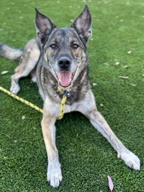 Photo of Wuchang, adoptable senior German Shepherd Dog in Los Angeles, California