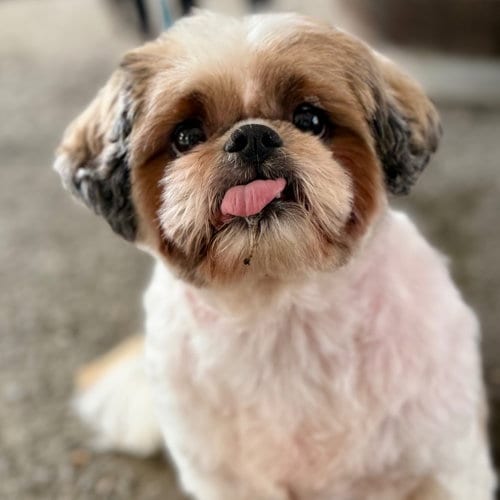 Photo of Minnie, adoptable senior Shih Tzu in Canton, Connecticut