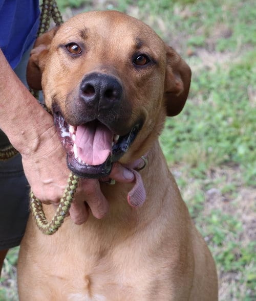 Photo of Sulley, adoptable senior Retriever in San Antonio, Texas