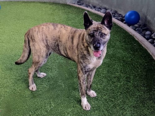 Photo of Poppy, adoptable senior Akita in Van Nuys, California
