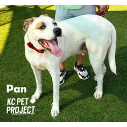 Photo of Pan, adoptable senior Great Dane Great Pyrenees in Kansas City, Missouri