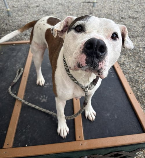 Photo of Doja, adoptable senior Pit Bull Terrier in Palmetto, Florida
