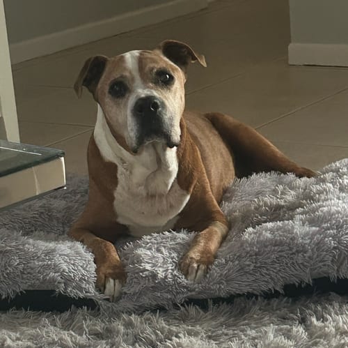 Photo of Billy, adoptable senior American Pit Bull Terrier in Osteen, Florida