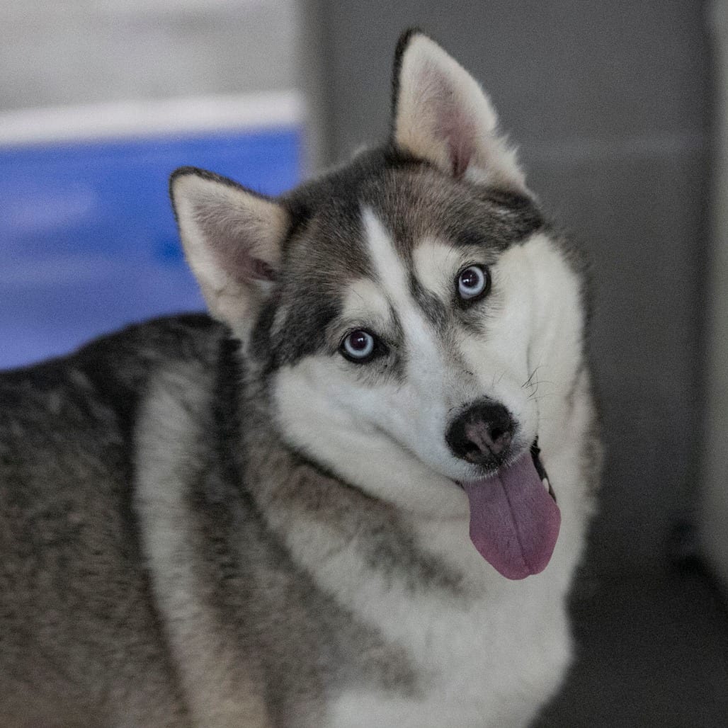 Photo of Daisy Jane (MR26-325), adoptable senior Husky / Husky in Colorado Springs, Colorado