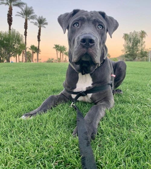 Photo of Leo, adoptable senior Neapolitan Mastiff in San Diego, California