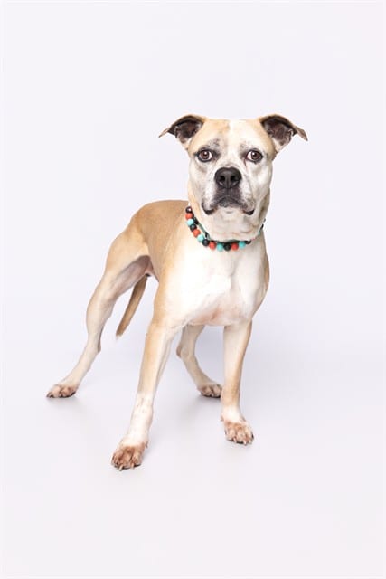 Photo of Leo, adoptable senior Boxer mix in Miami, Florida