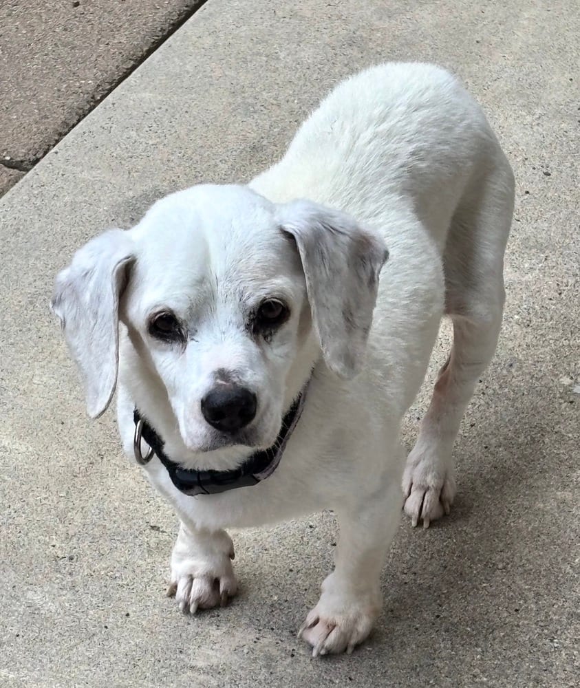 Photo of Shiloh, adoptable senior Beagle in Dana Point, California