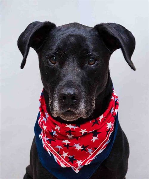 Photo of Ranger, adoptable senior Labrador Retriever in Sanford, Florida