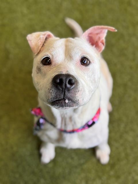Photo of Nika, adoptable senior American Pit Bull Terrier in Charlotte, North Carolina