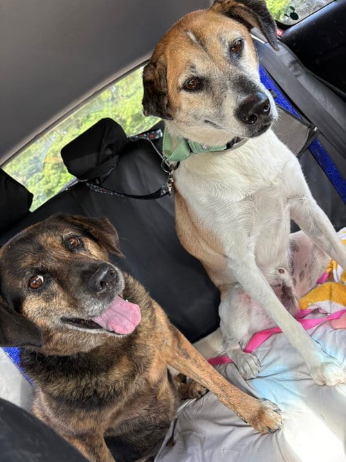 TREY, adoptable senior Hound in Holbrook, NY