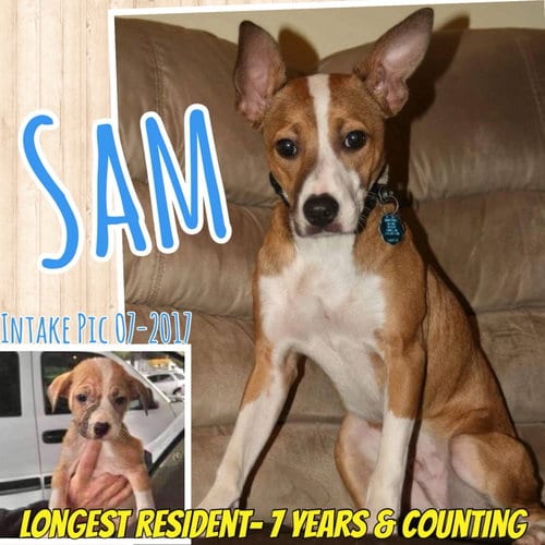 Photo of Sam, adoptable senior Terrier in Mobile, Alabama