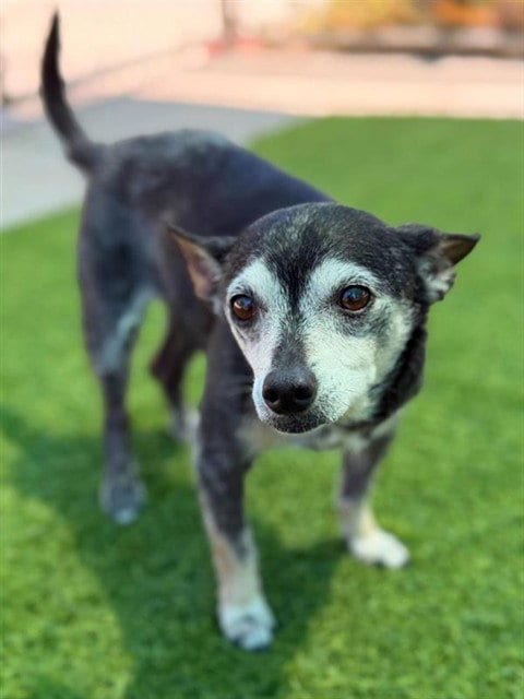Photo of Chico, adoptable senior Chihuahua in Agoura, California