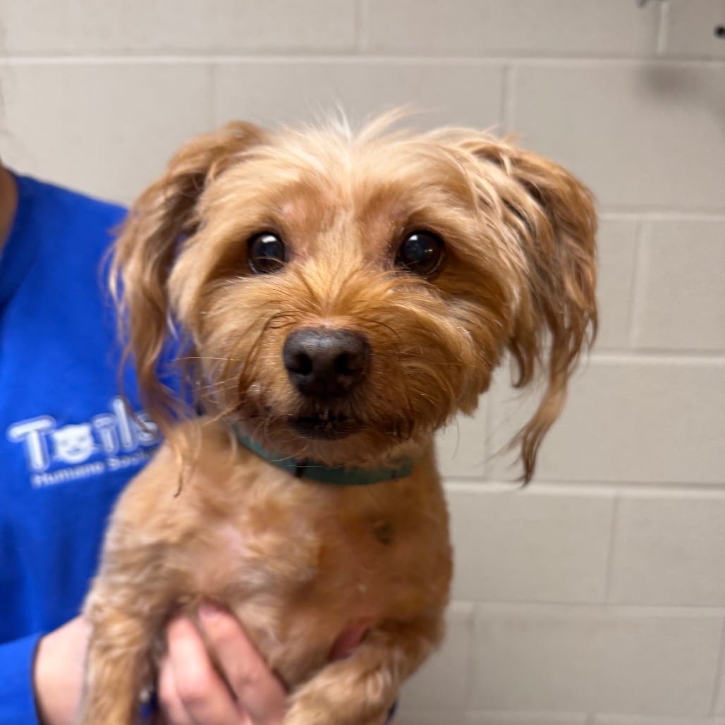Photo of Zoey, adoptable senior Mixed Breed (Small) in DeKalb, Illinois