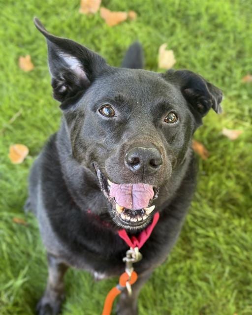 Photo of Boba, adoptable senior Labrador Retriever mix in Kent, Washington