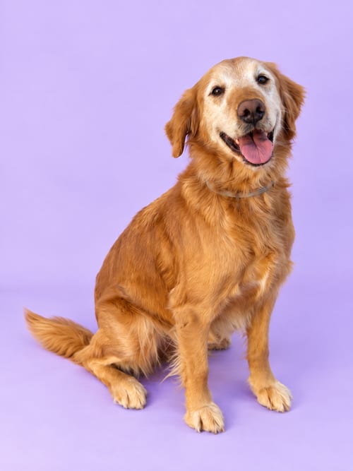 Photo of Maya, adoptable senior Golden Retriever in Romoland, California