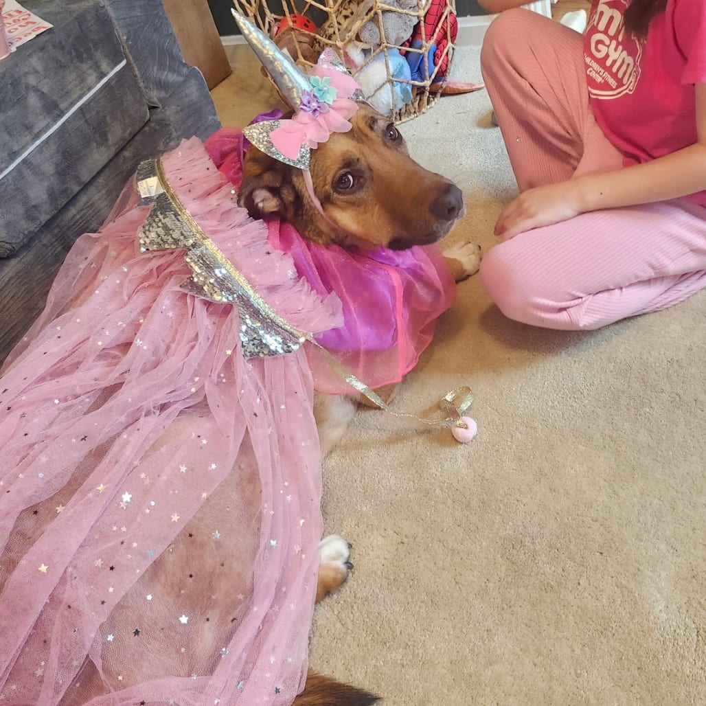 Photo of Koda, adoptable senior Shepherd / Hound in Fairfax Station, Virginia