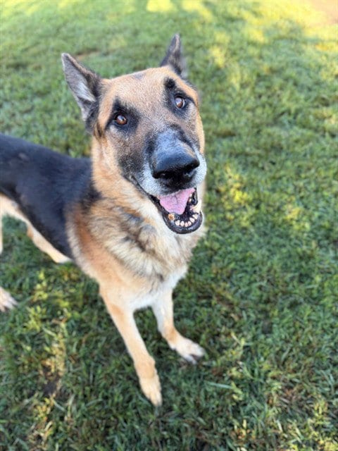 Photo of Kylo, adoptable senior German Shepherd Dog in Riverside, California